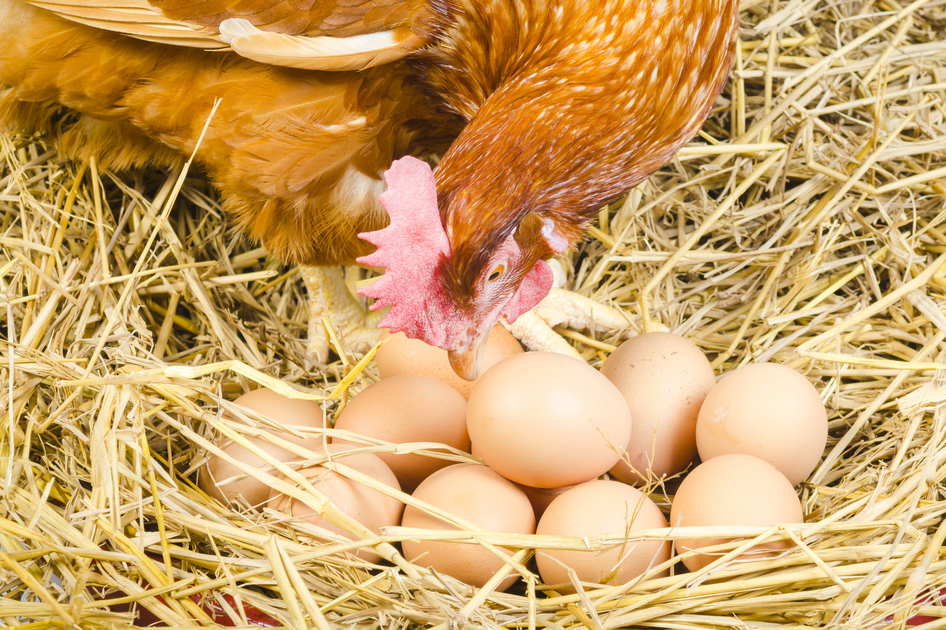 Cage-Free Eggs